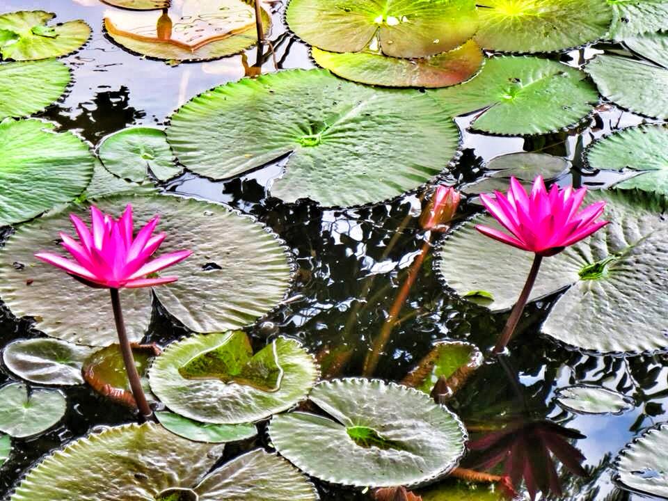 996547_10201536763931840_184576180_n